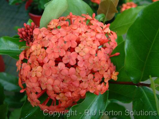 Ixora 