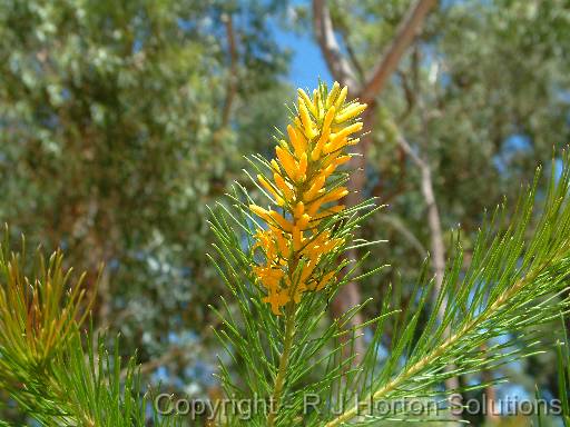 Persoonia 