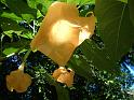 Brugmansia 