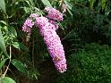 Buddleia