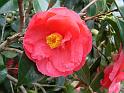 Camellia