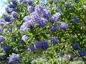 Ceanothus