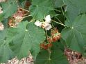 Dombeya