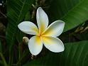 Frangipani_white