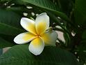 Frangipani_white_2 