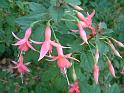 Fuchsia_pink