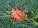 Grevillea