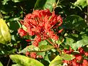 Ixora_2