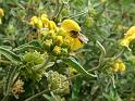 Phlomis 