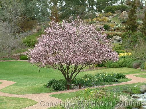 Prunusblossom 