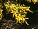 Acacia