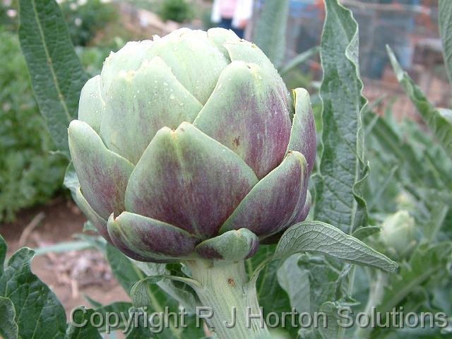 Artichoke