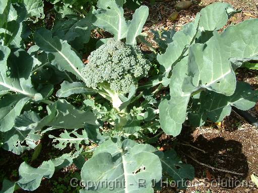 Broccoli 