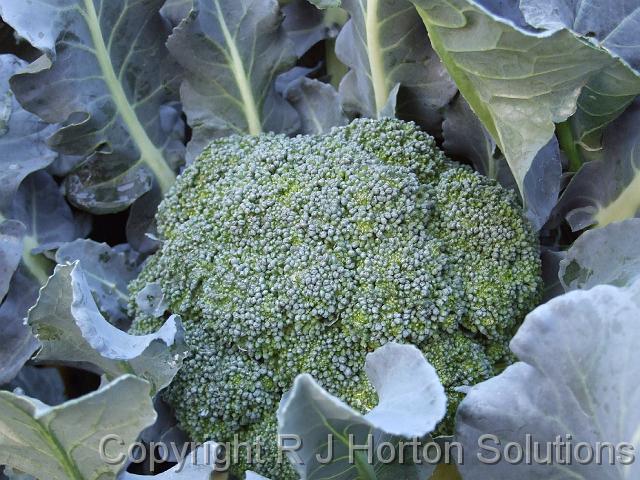 Broccoli_2