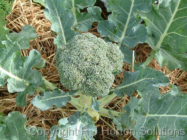 Broccoli_3