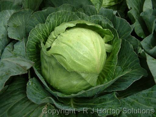 Cabbage 