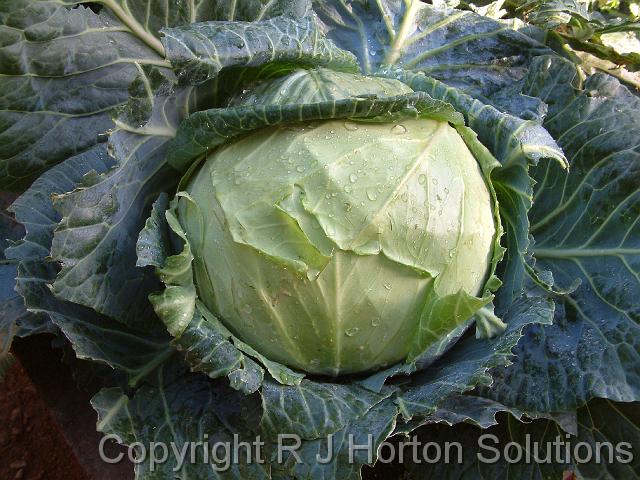 Cabbage_2