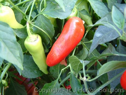 Capsicum_banana 