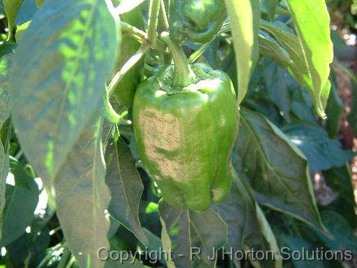 Capsicum_green 