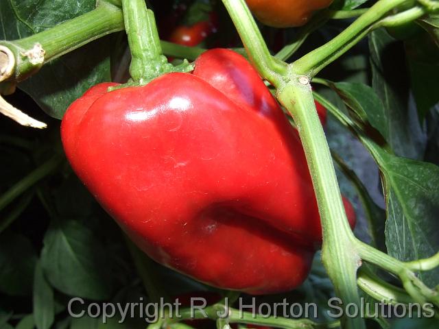 Capsicum_red