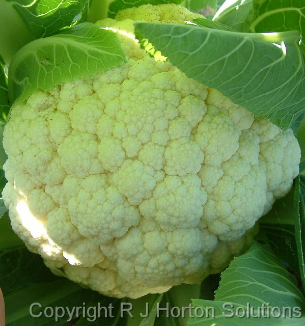 Cauliflower