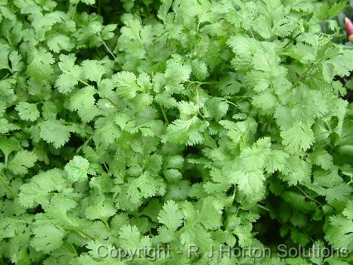 Coriander 