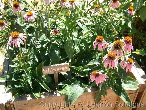 Echinacea 