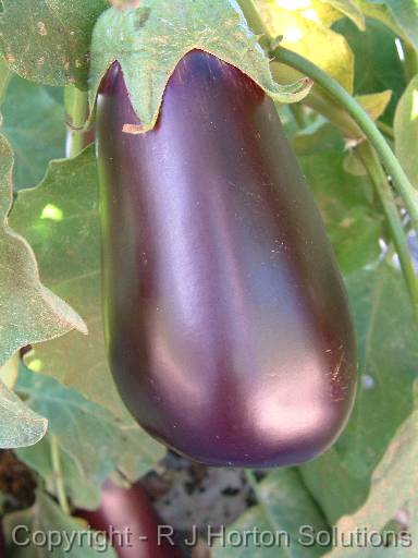 Eggplant_2 