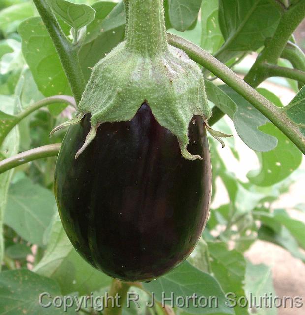Eggplant_3