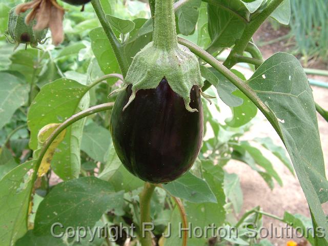 Eggplant_4