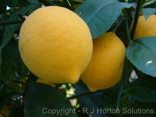 Lemons 