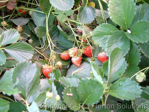 Strawberries 