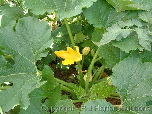 Zucchini_Shade 