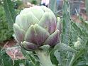 Artichoke 