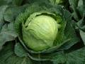 Cabbage