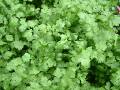 Coriander 