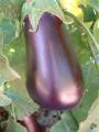 Eggplant_2