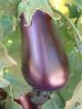 Eggplant_2 