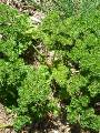 Parsley_1 