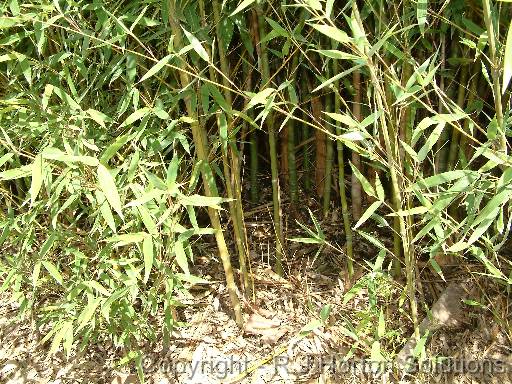 Bamboo_2 