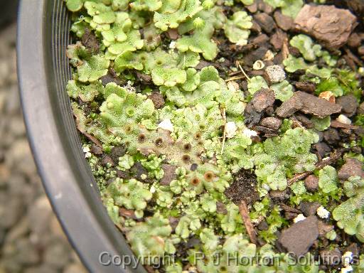 Liverwort 