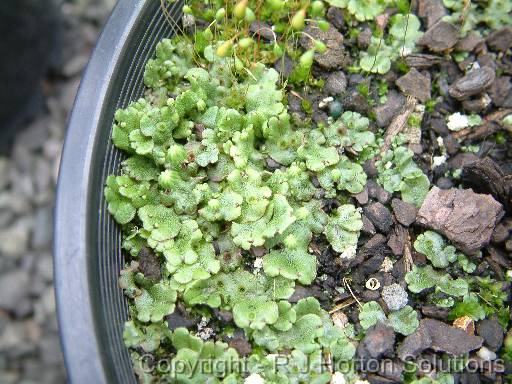 Liverworts_2 