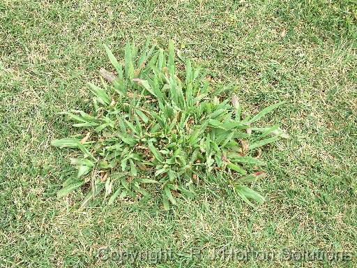 Paspalum 