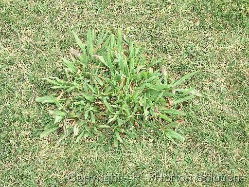 Paspalum 