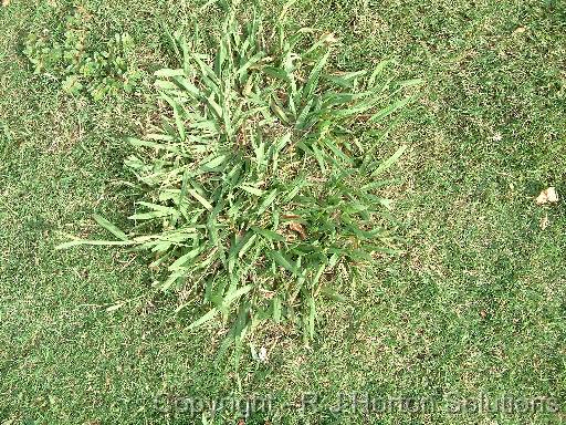 Paspalum_3 