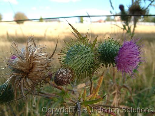 Thistle_Scotch 