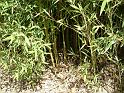 Bamboo