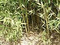 Bamboo_2 