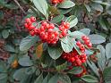 Cotoneaster