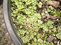 Liverwort